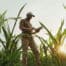 Farmer taking notes in corn field assessing risk management