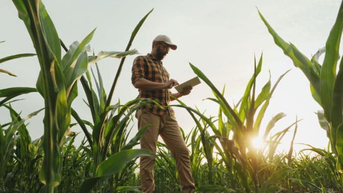 Farmer taking notes in corn field assessing risk management